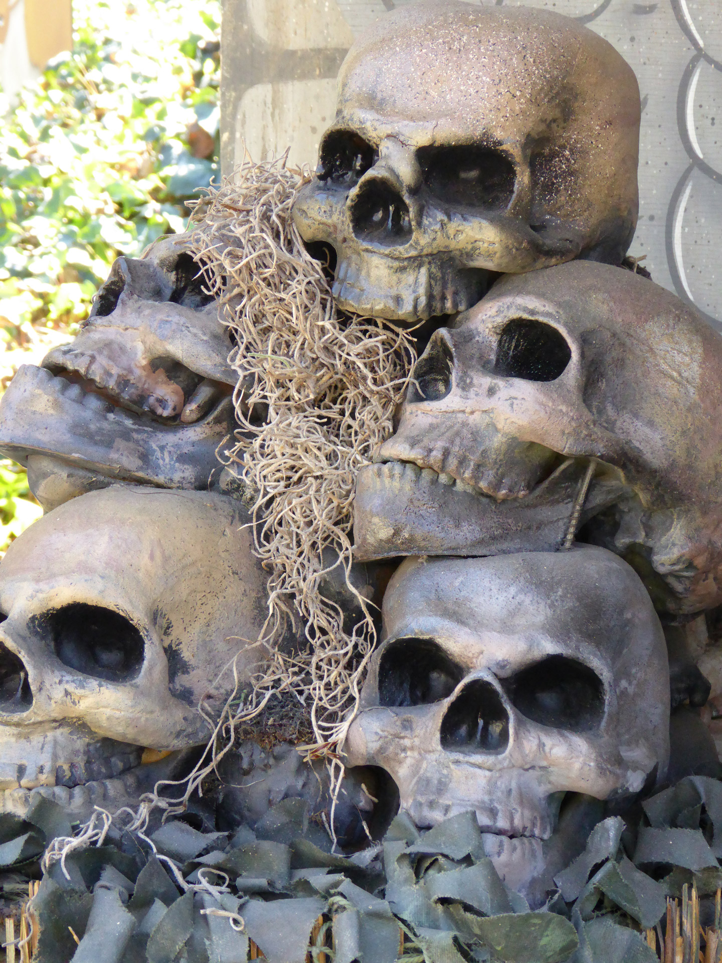 halloween skulls skeleton free photo