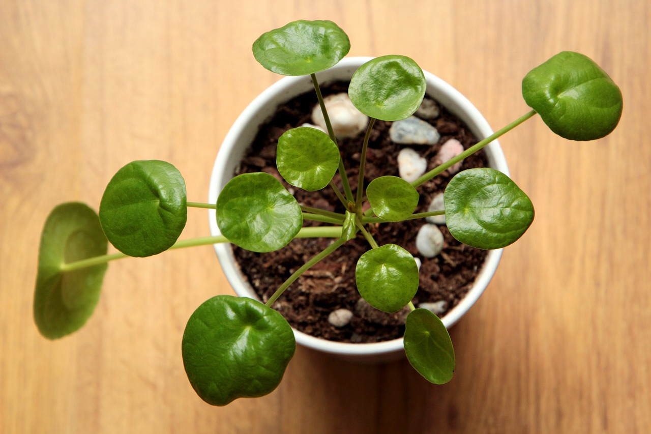 pilea  plant  green free photo