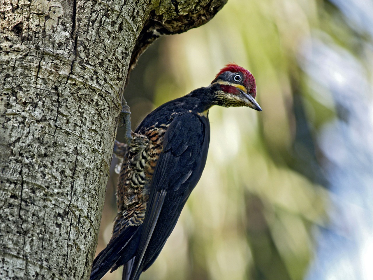 pileated woodpecker bird free photo