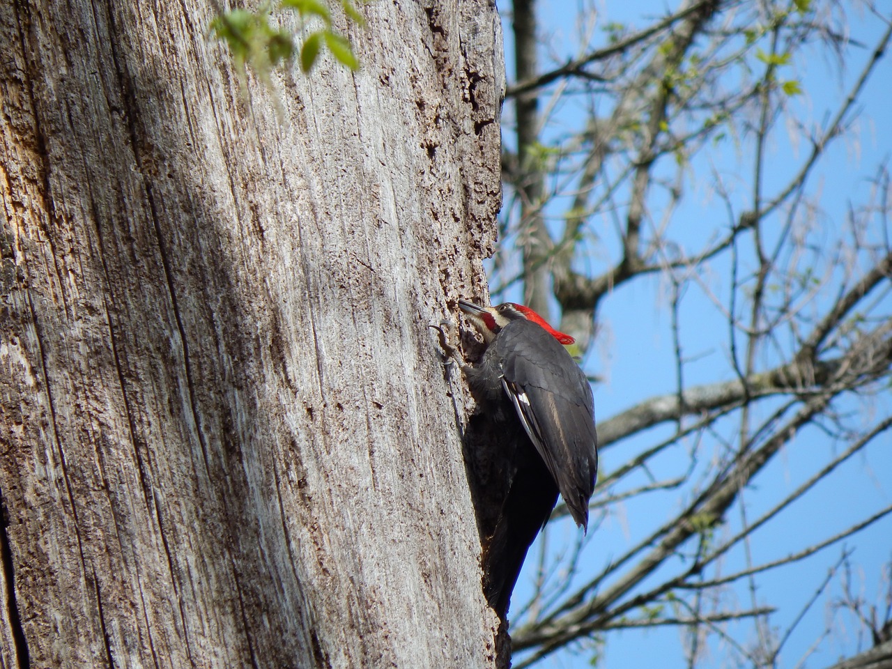 pileated woodpecker  woodpecker  dryocopus pileatus free photo