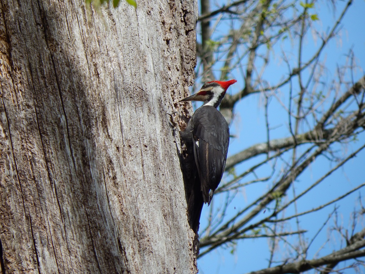 pileated woodpecker  woodpecker  dryocopus pileatus free photo
