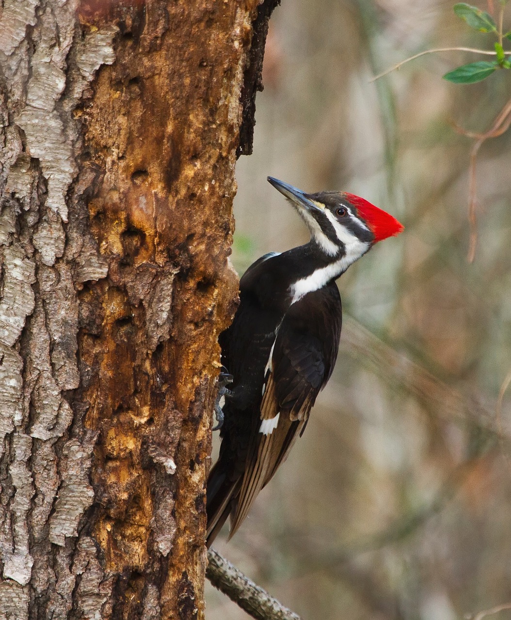 pileated woodpecker bird wildlife free photo