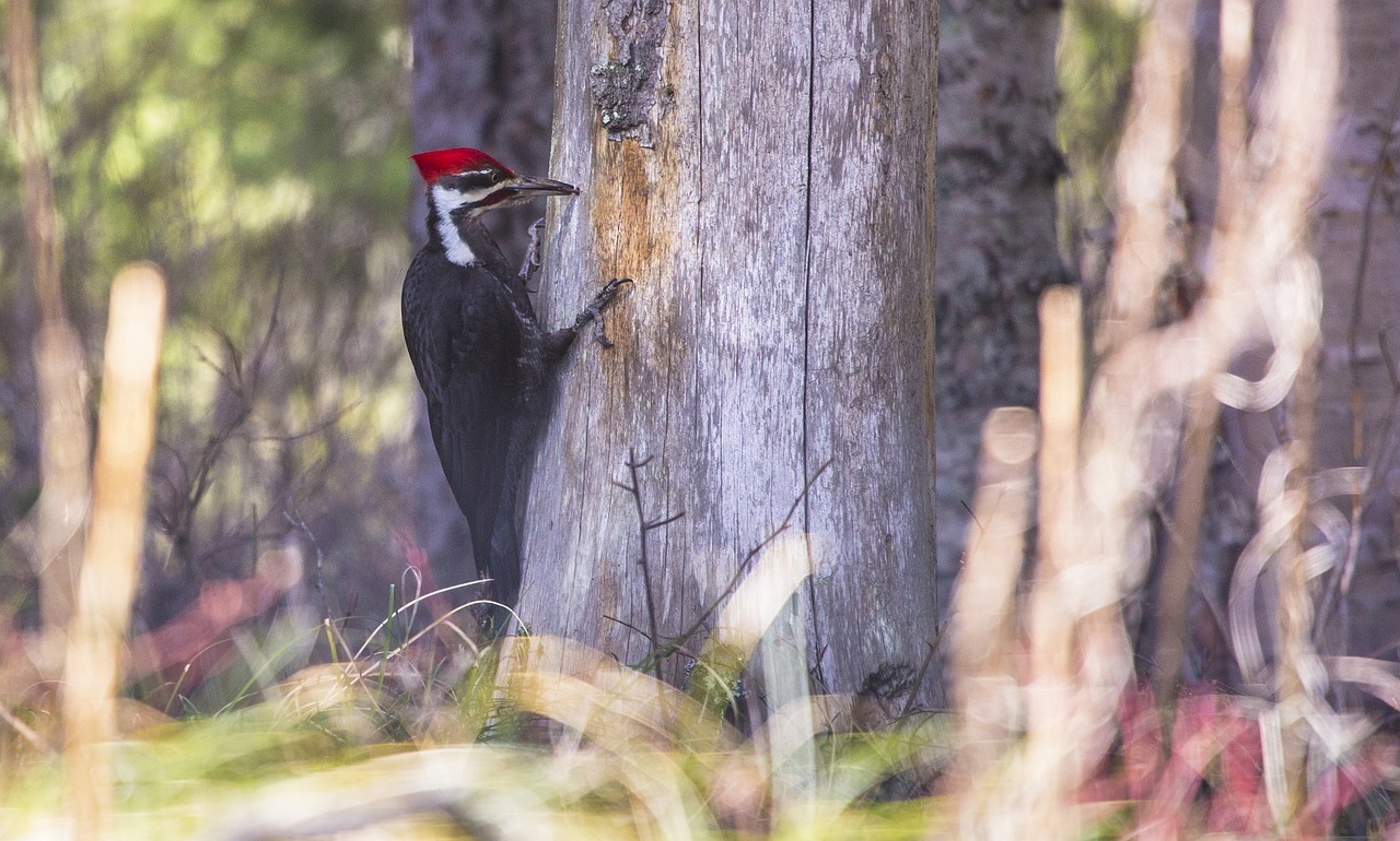 pileated woodpecker bird tree free photo