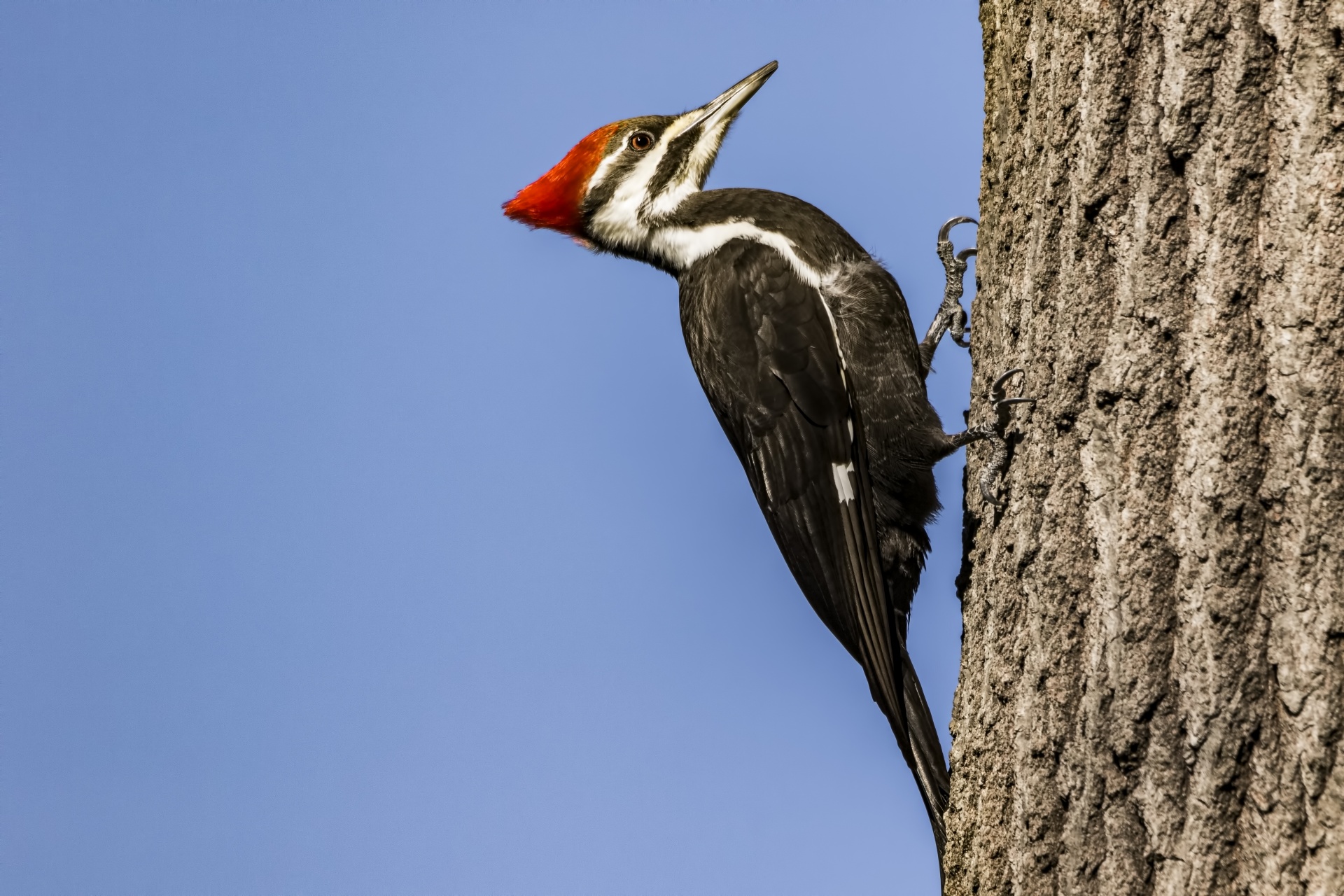 pileated woodpecker nature ornithology free photo