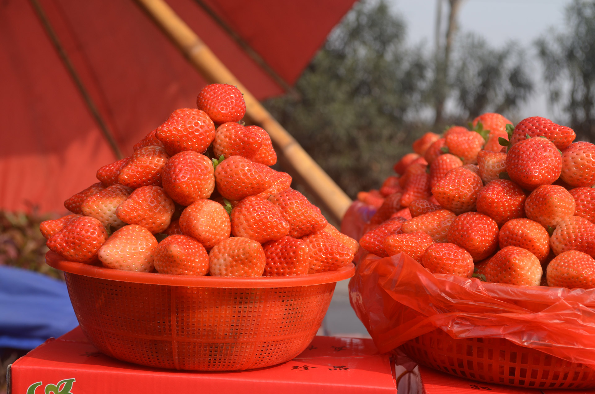strawberry strawberries basket free photo