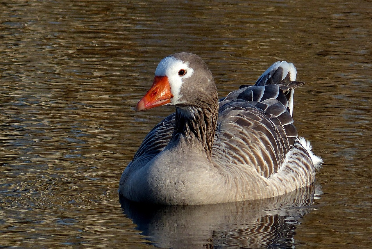 pilgrim goose swimming bird free photo