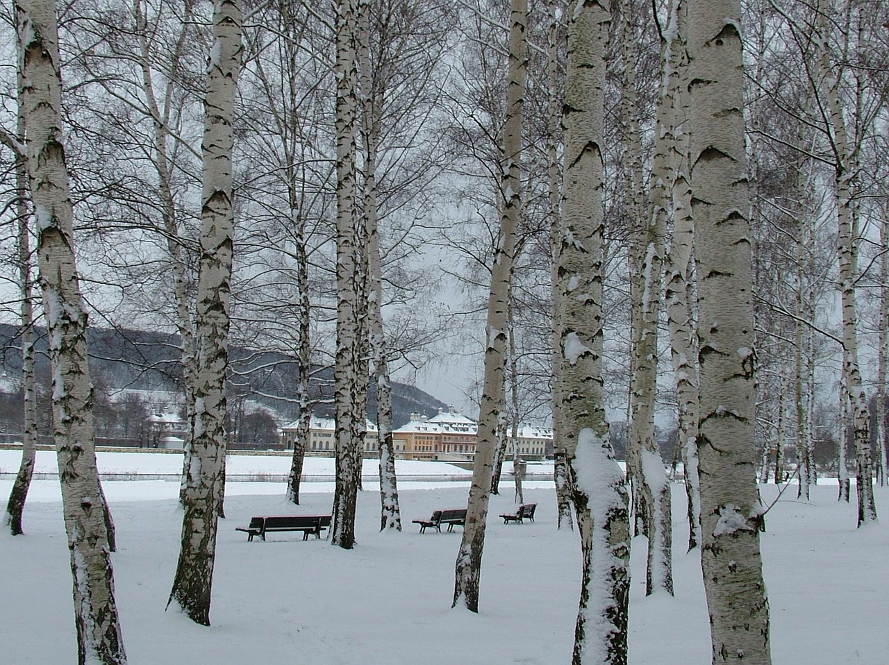 pillnitz dresden winter free photo