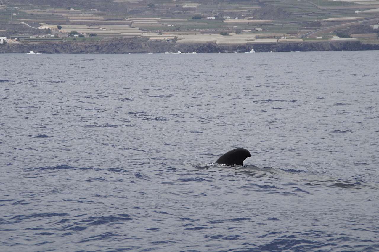 pilot whale dolphin pilotwal free photo