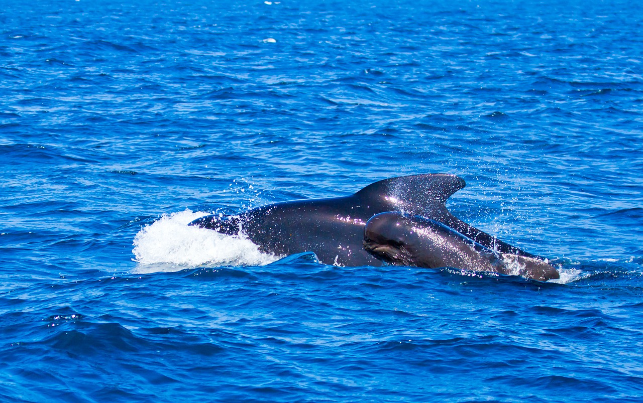 pilot whales whales animals free photo