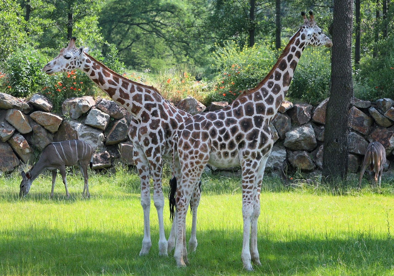 pilsen zoo giraffes two-headed giraffe free photo