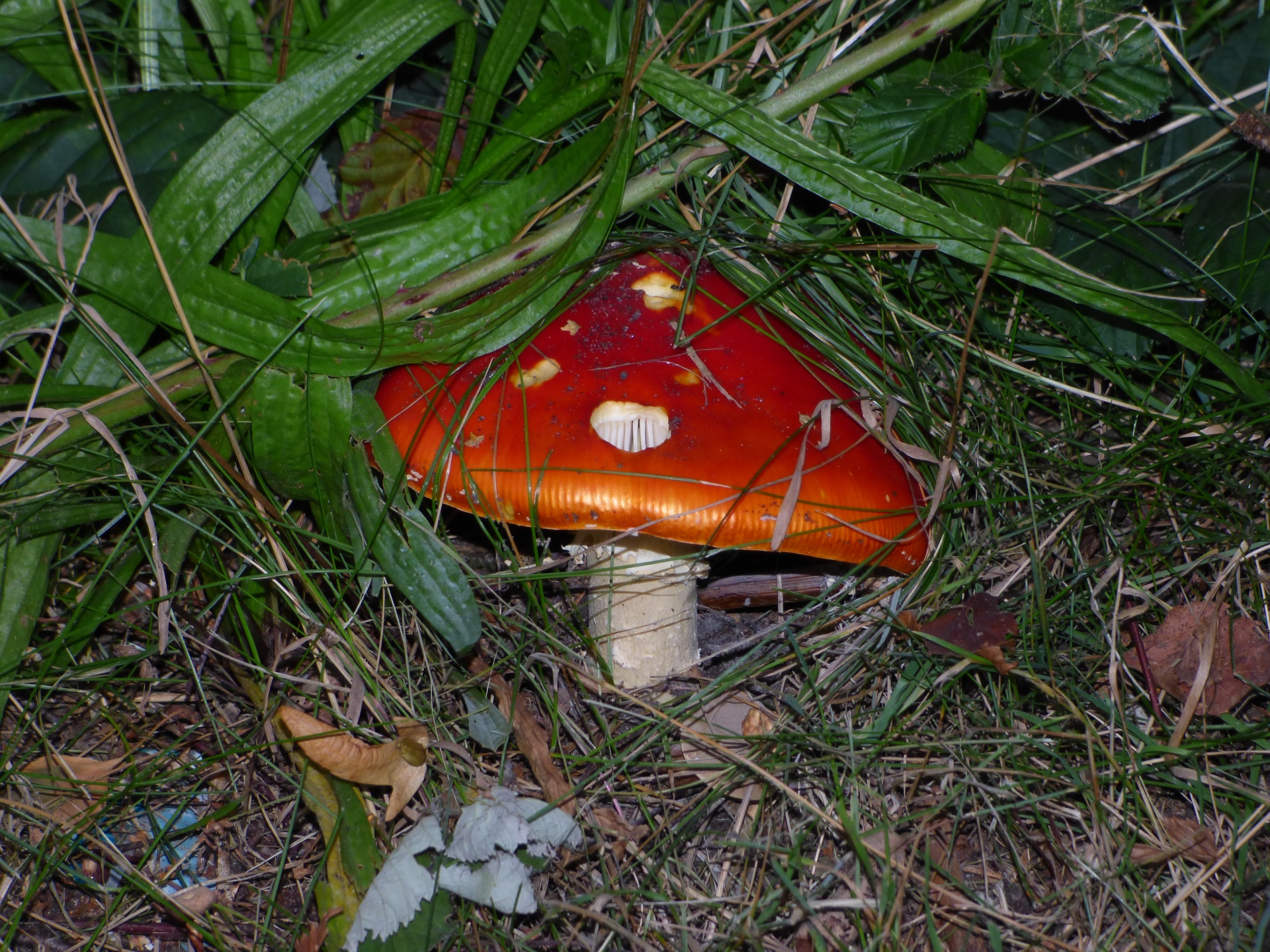 toadstool forest red free photo