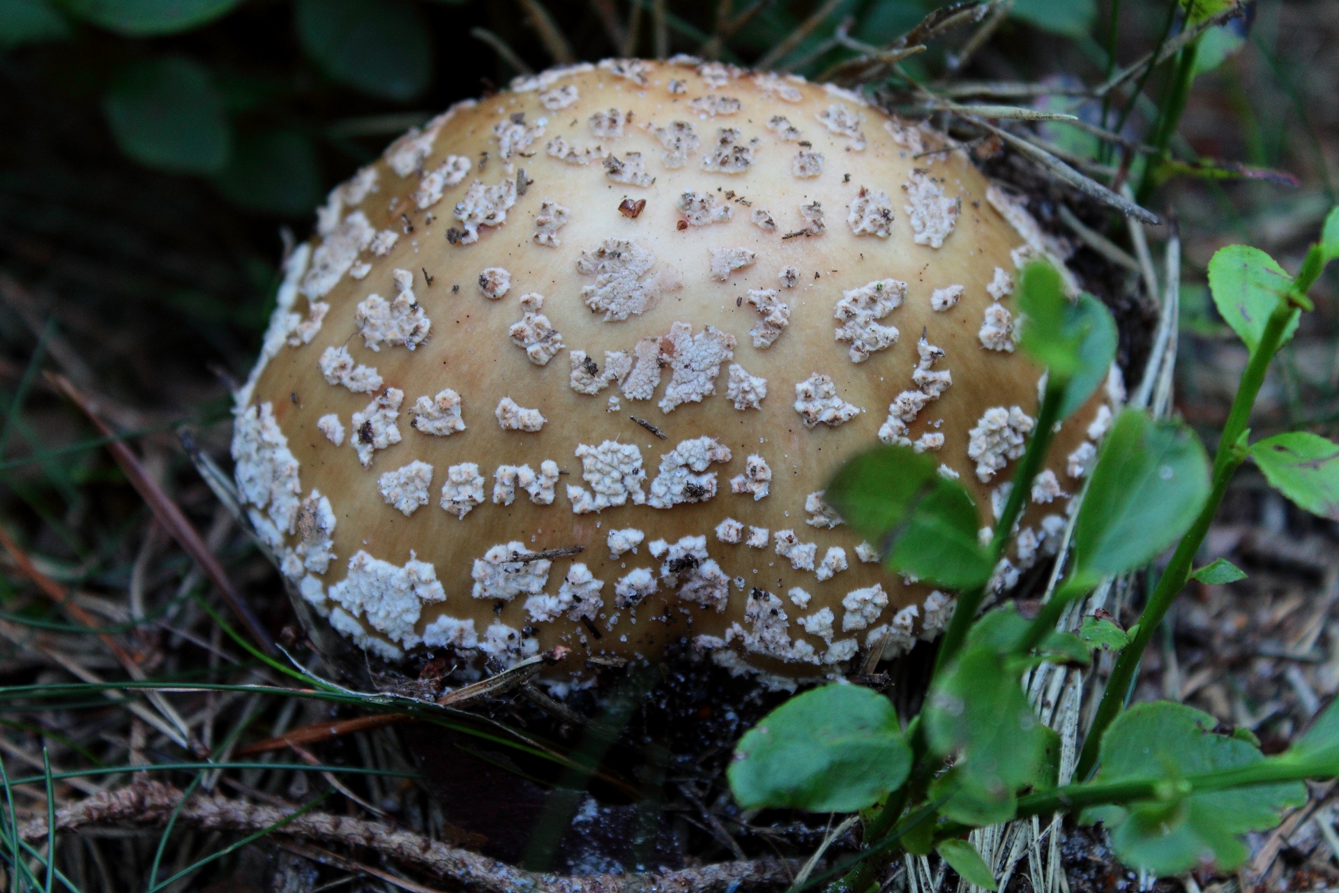 mushroom forest nature free photo