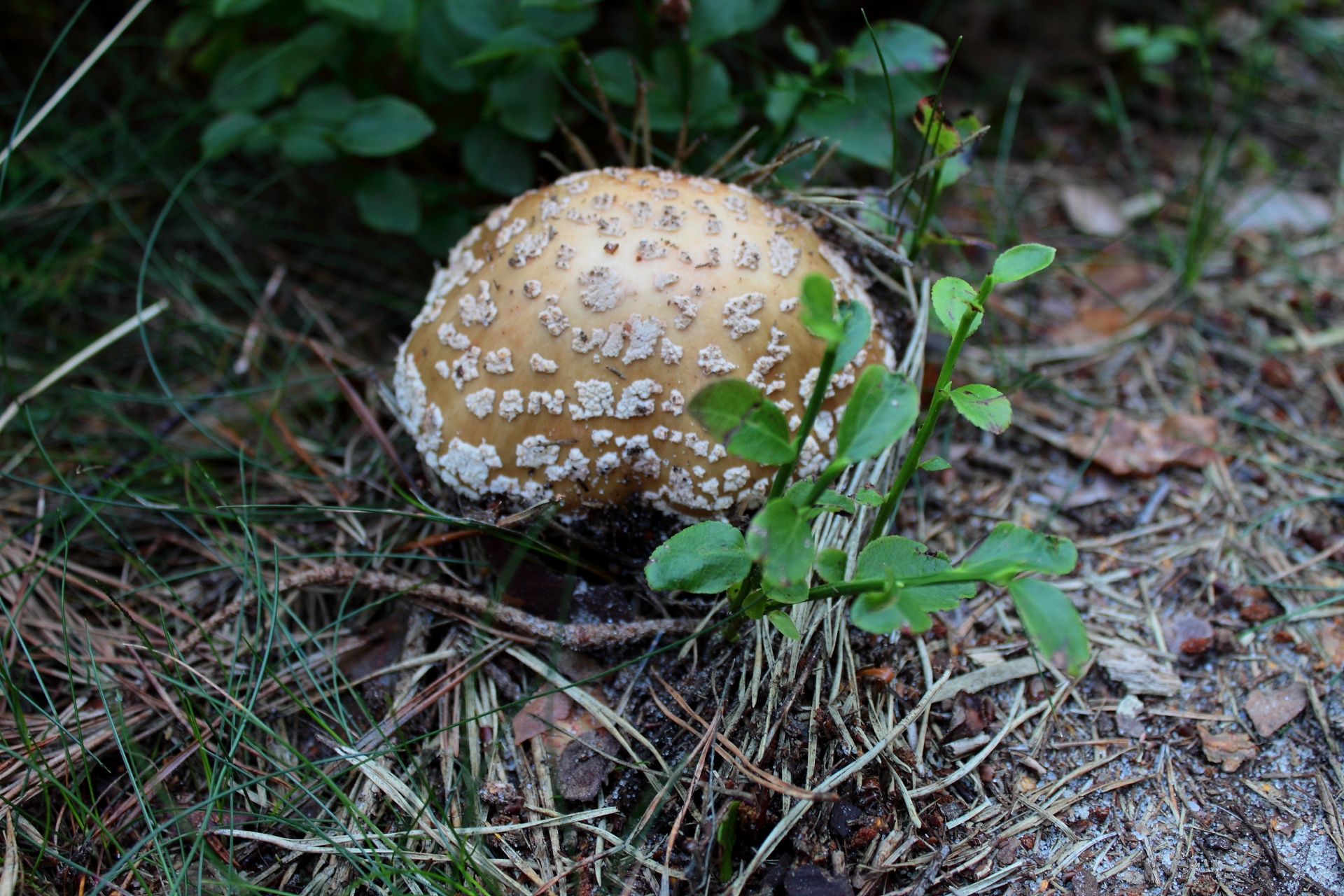 mushroom forest nature free photo