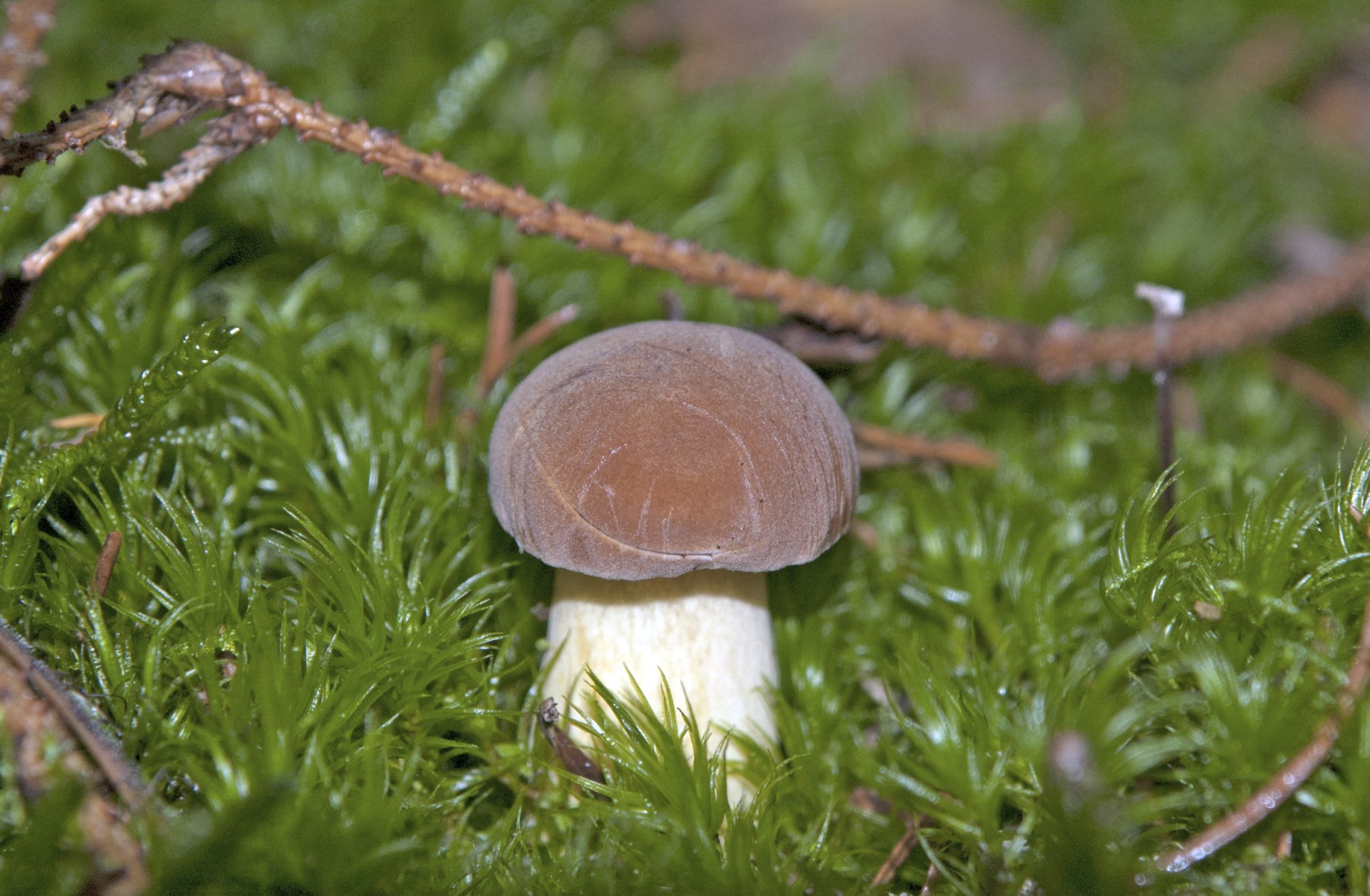 mushroom moss mushroom free photo