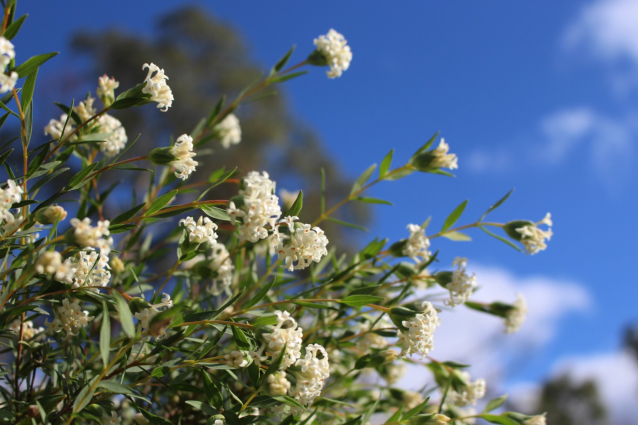 pimelea  rice flowers  native free photo