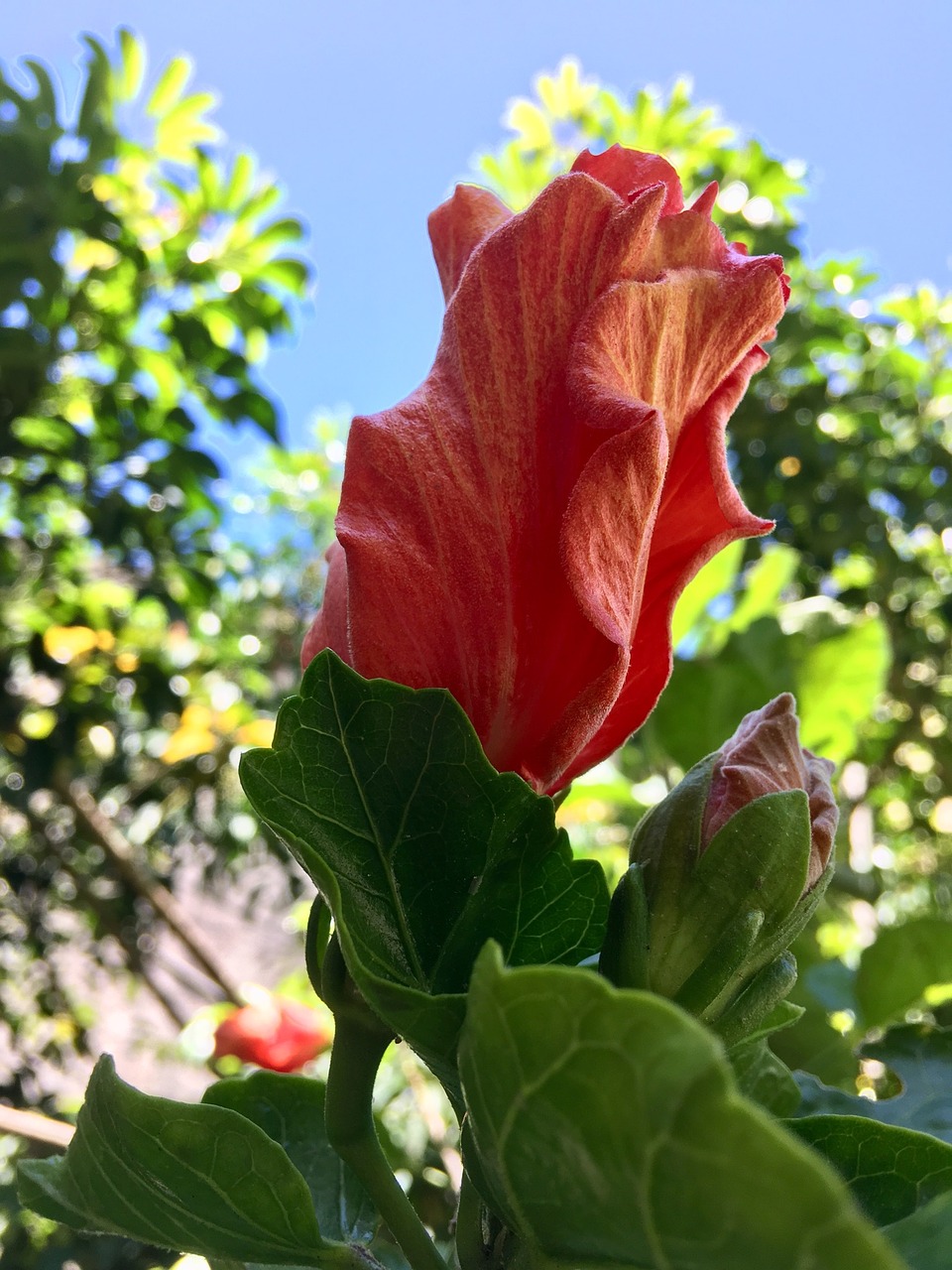 pimpollo hibiscus orange flower free photo