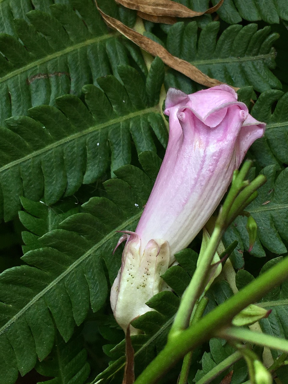 pimpollo pink  pink petals  garden free photo