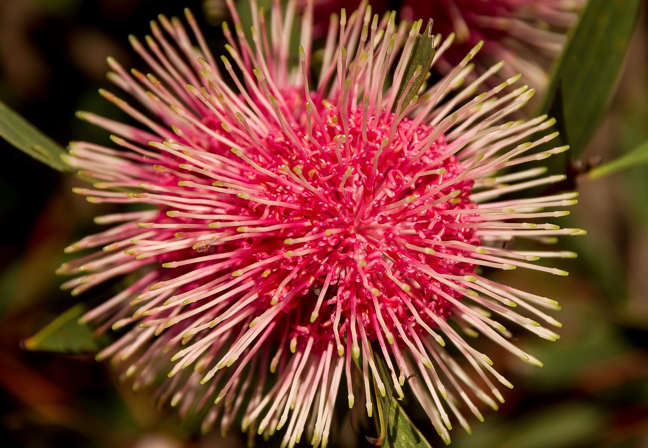 pin cushion hakea hakea laurina flower free photo