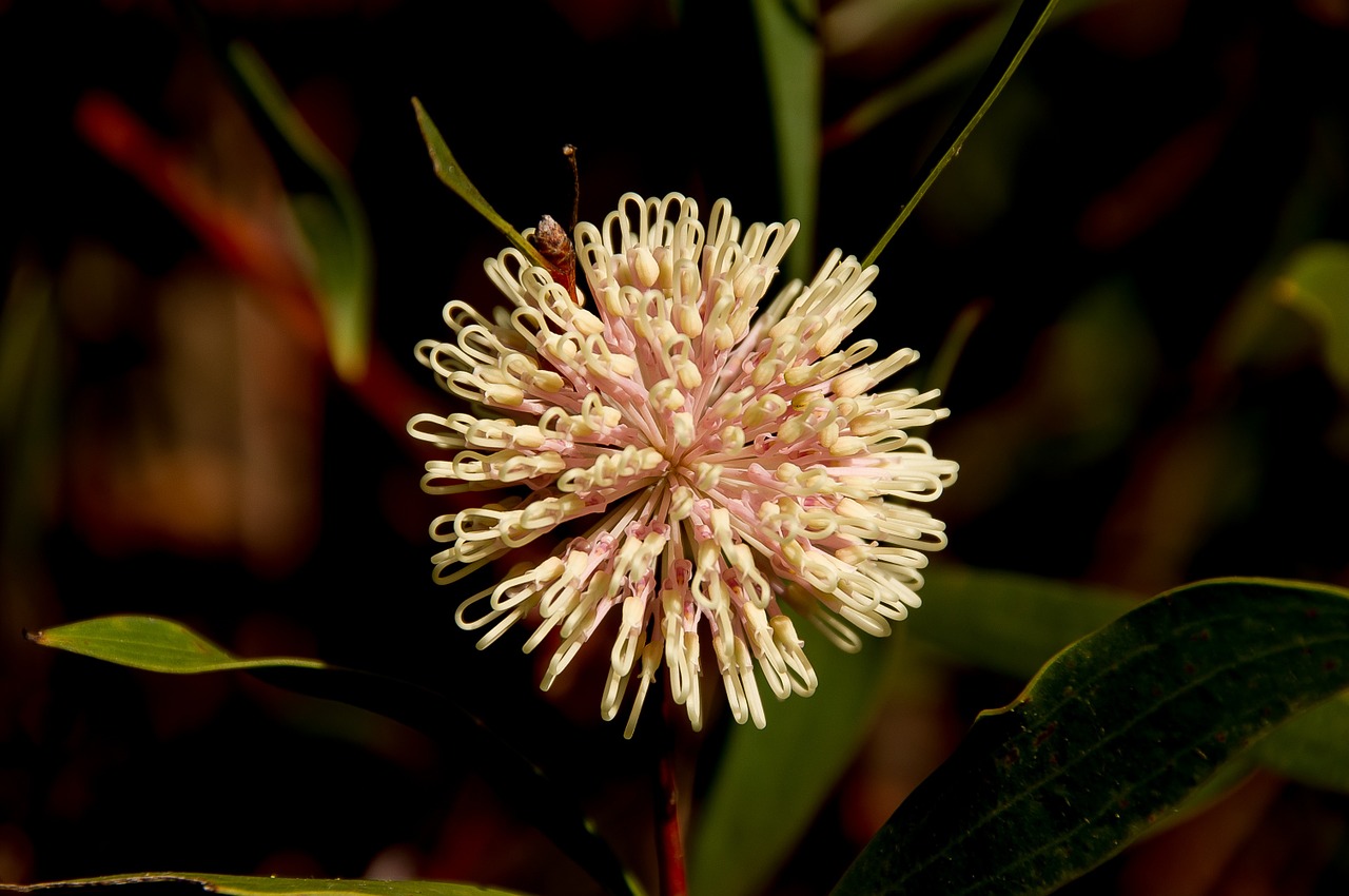 pin cushion hakea hakea laurina flower free photo