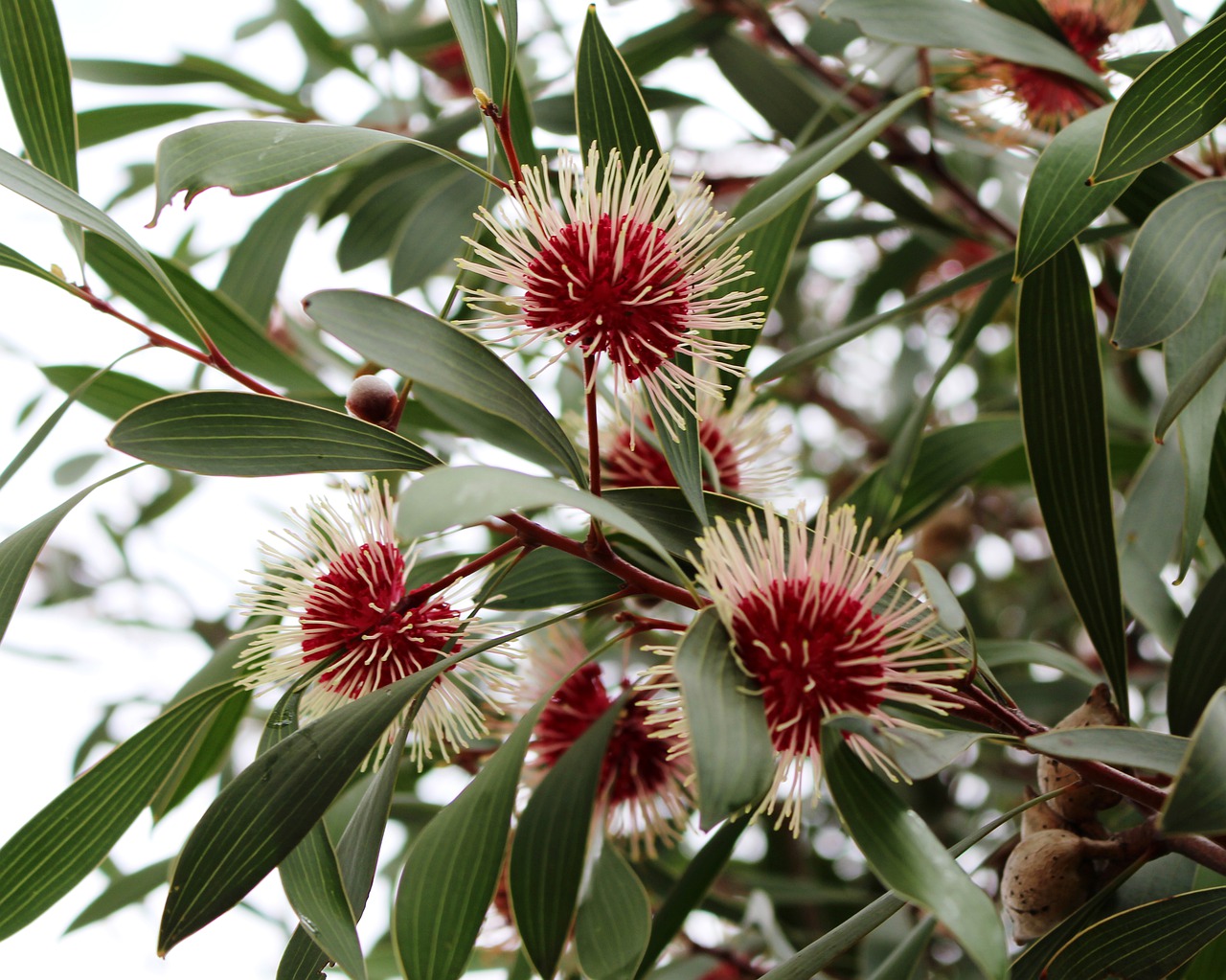 pin-cushion hakea  emu bush  flowers free photo