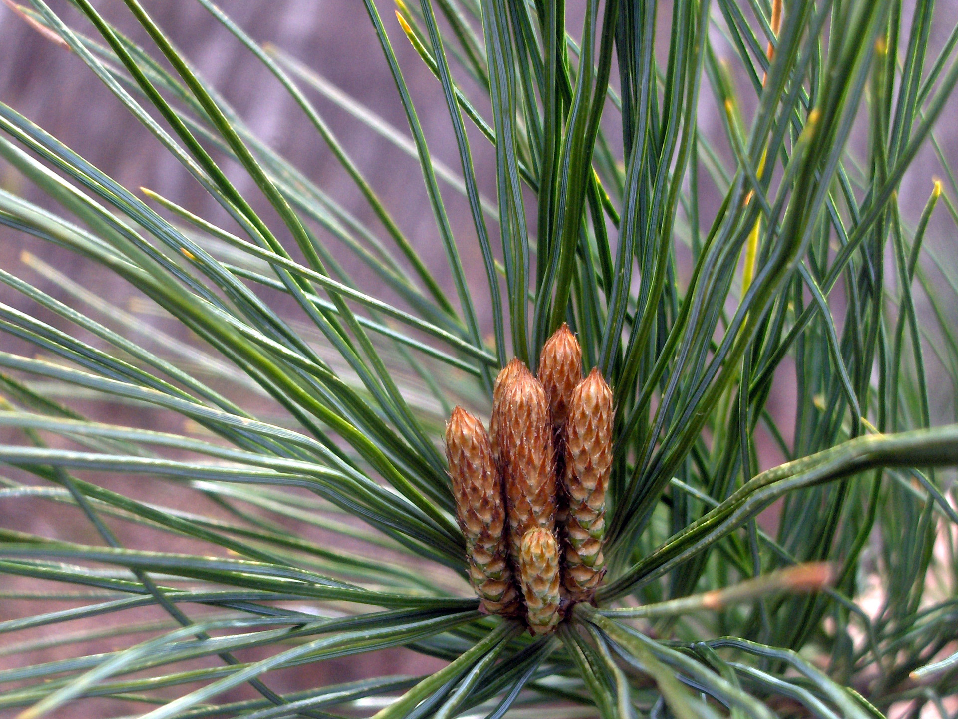 pine needles cones pin (macro) free photo