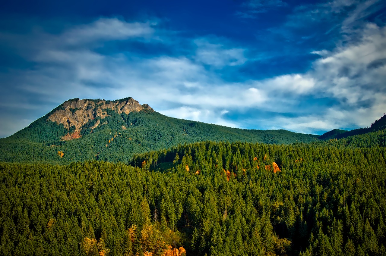 pinchot national forest washington trees free photo