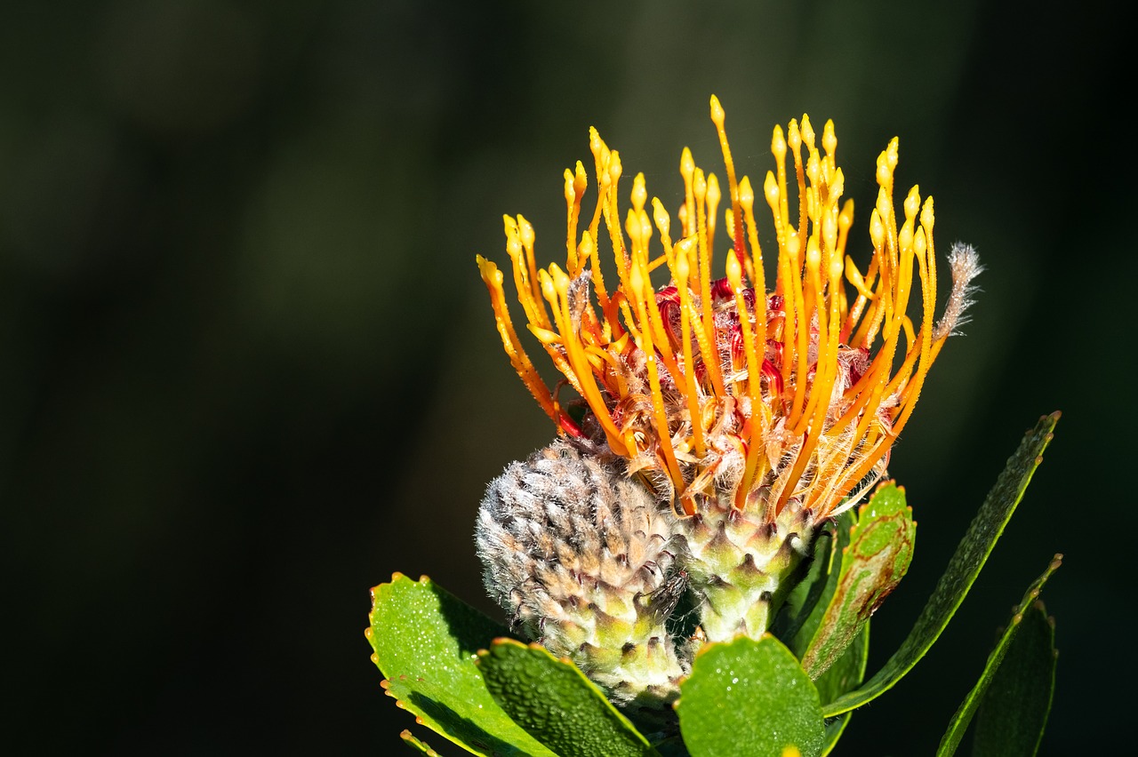pincushion  protea  flower free photo