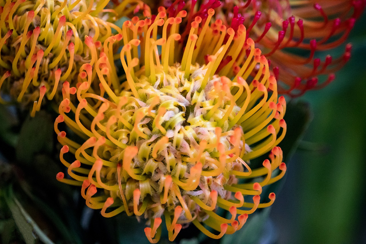 pincushion  plant  flower free photo