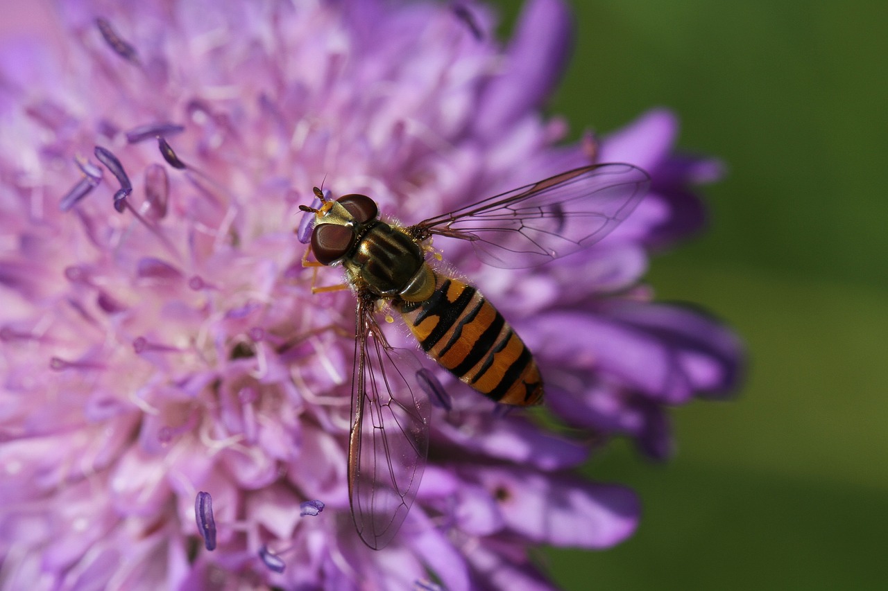 pincushion flower knapweed fly free photo