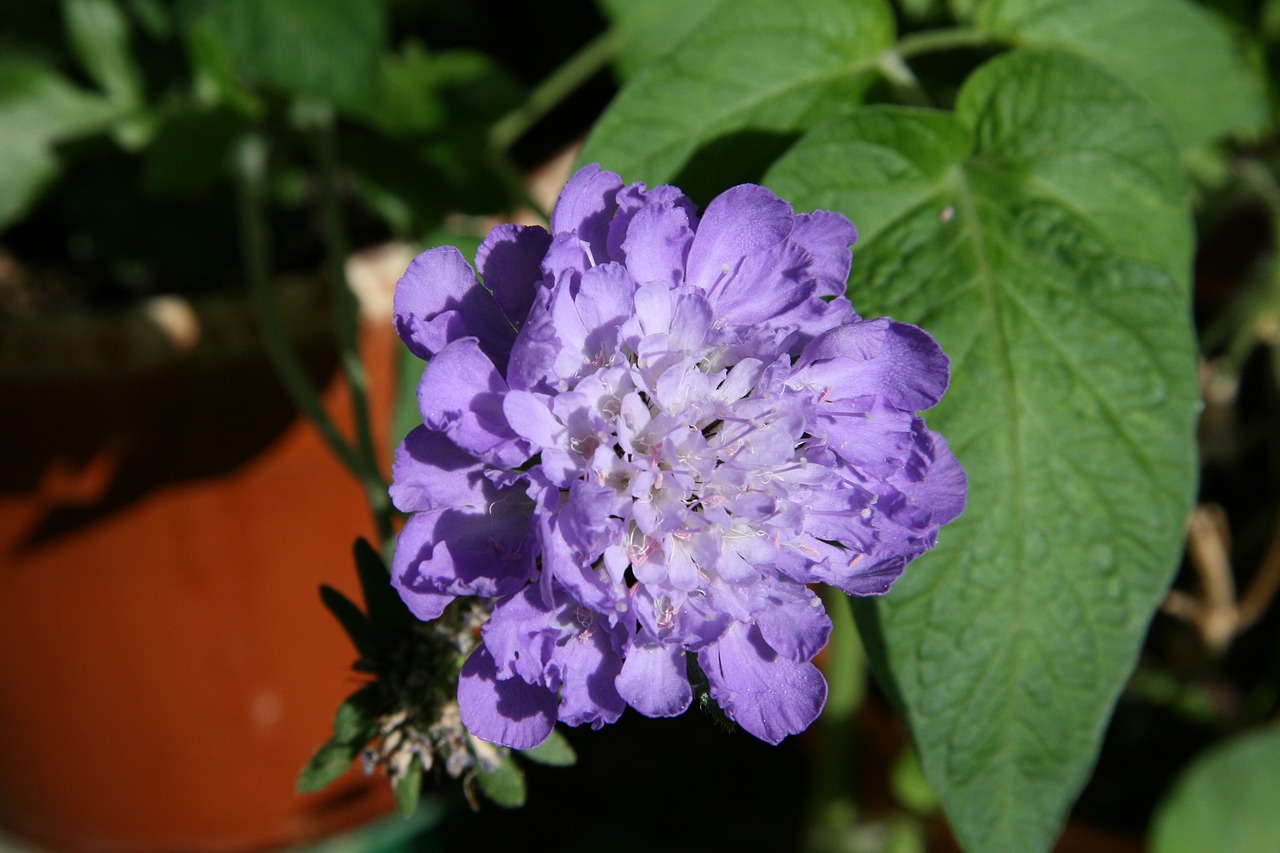 pincushion flower blue flower blossom free photo