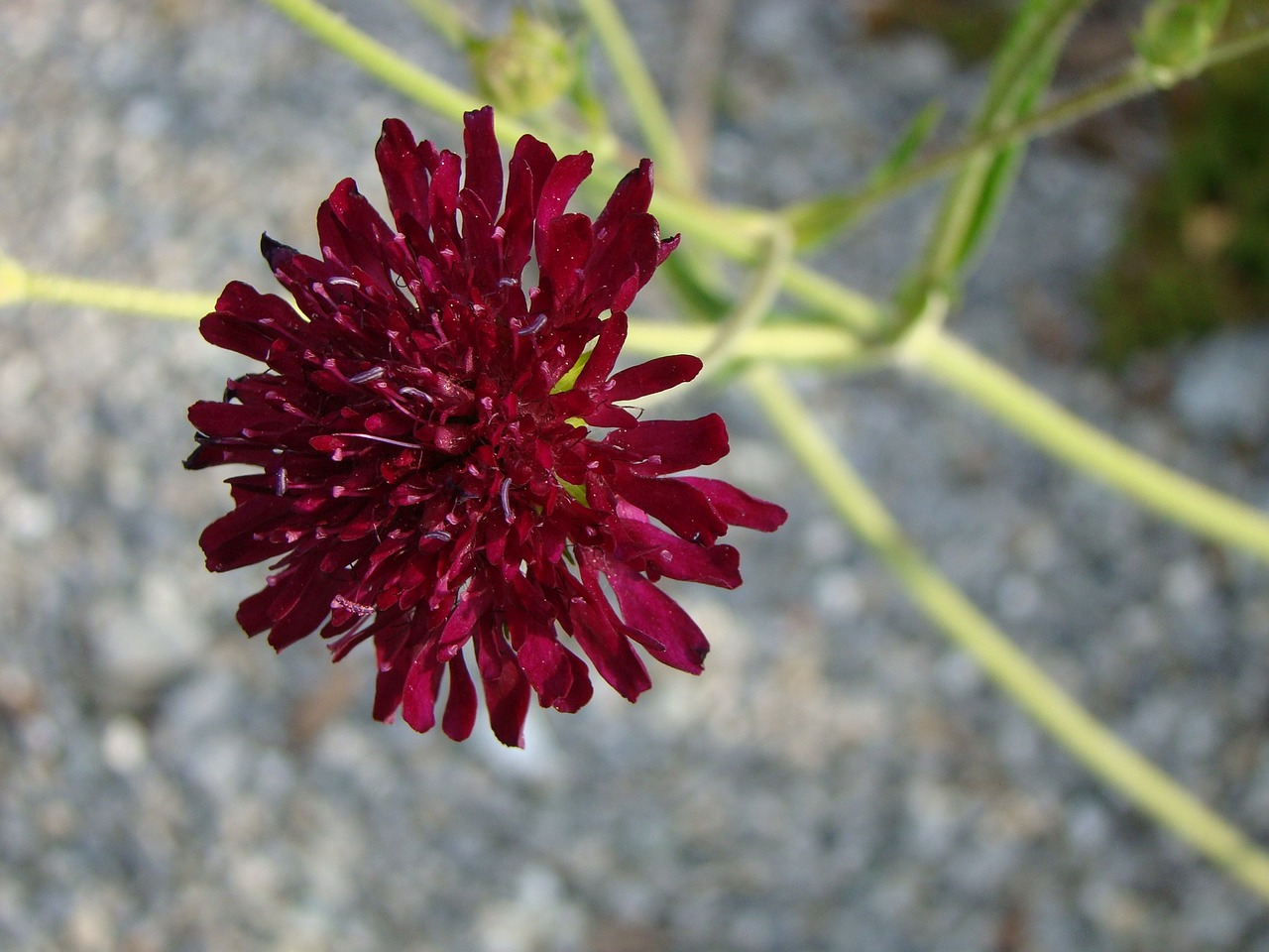 pincushion flower flower blossom free photo