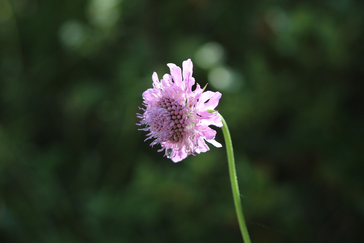 pincushion flower  plant  nature free photo