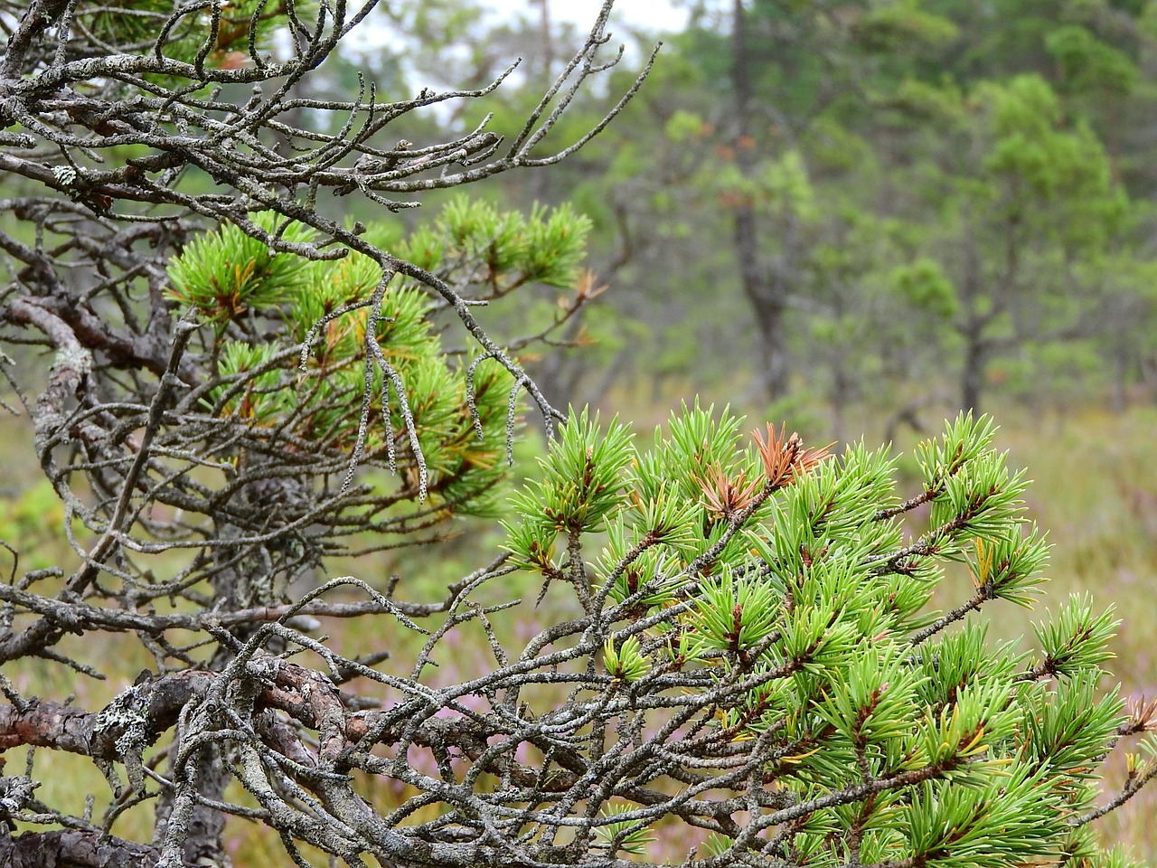 pine blata peat-bog free photo