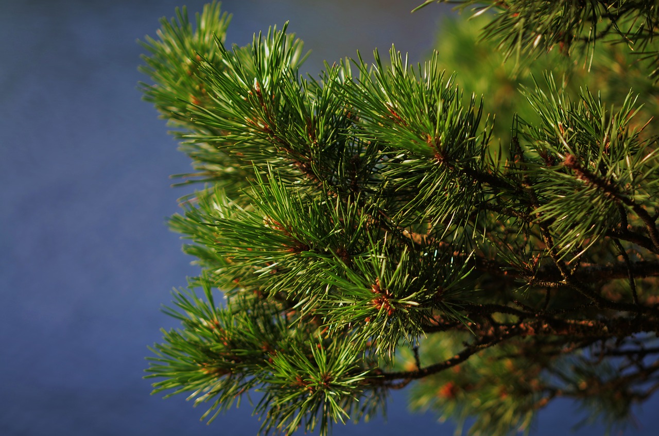 pine forest pine tree free photo