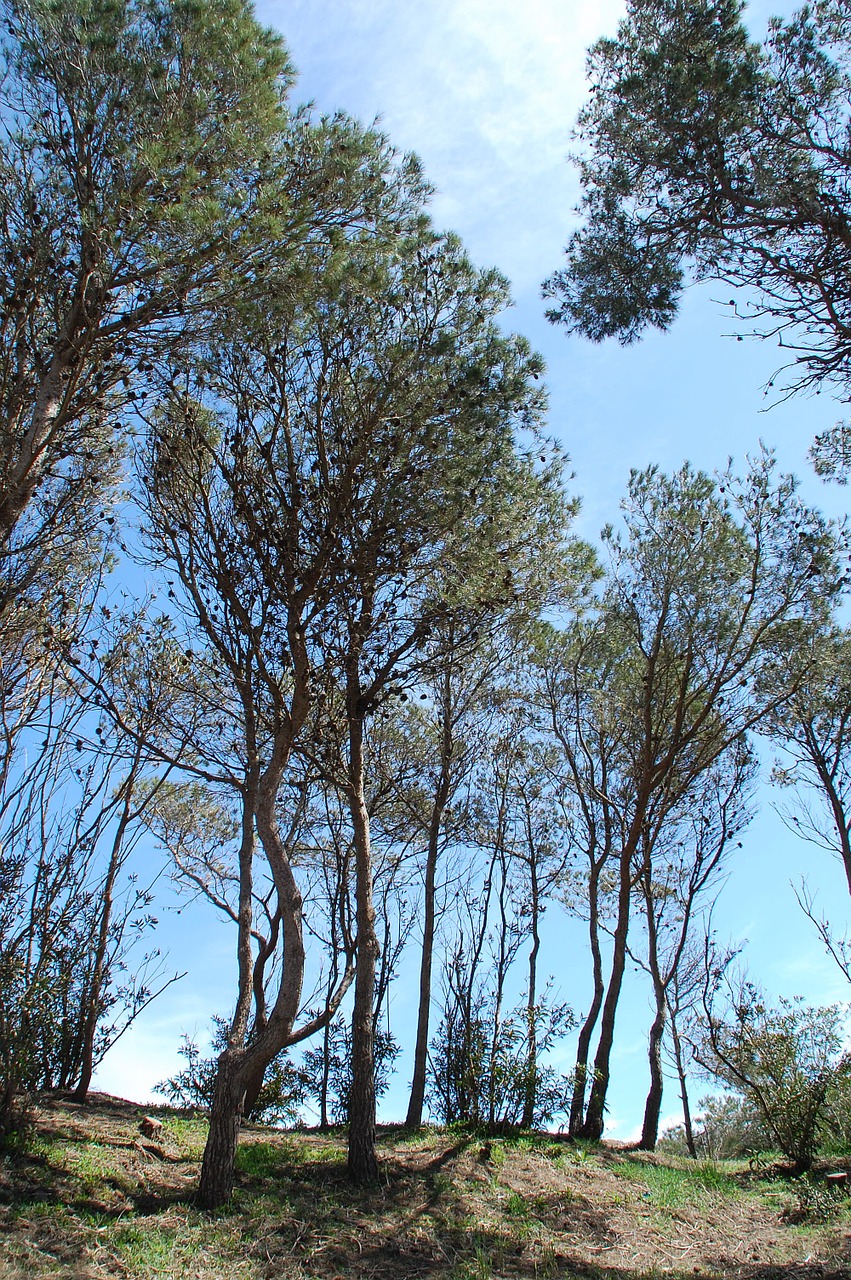 pine trees nature free photo