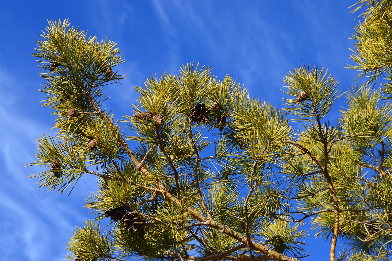 pine fir tree free photo