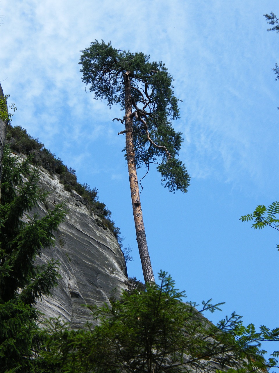 pine lonely rock free photo