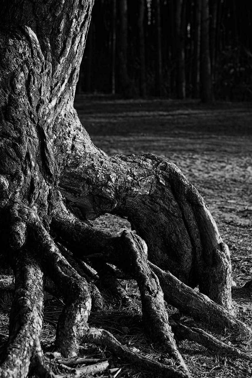 pine trunk the roots of the free photo