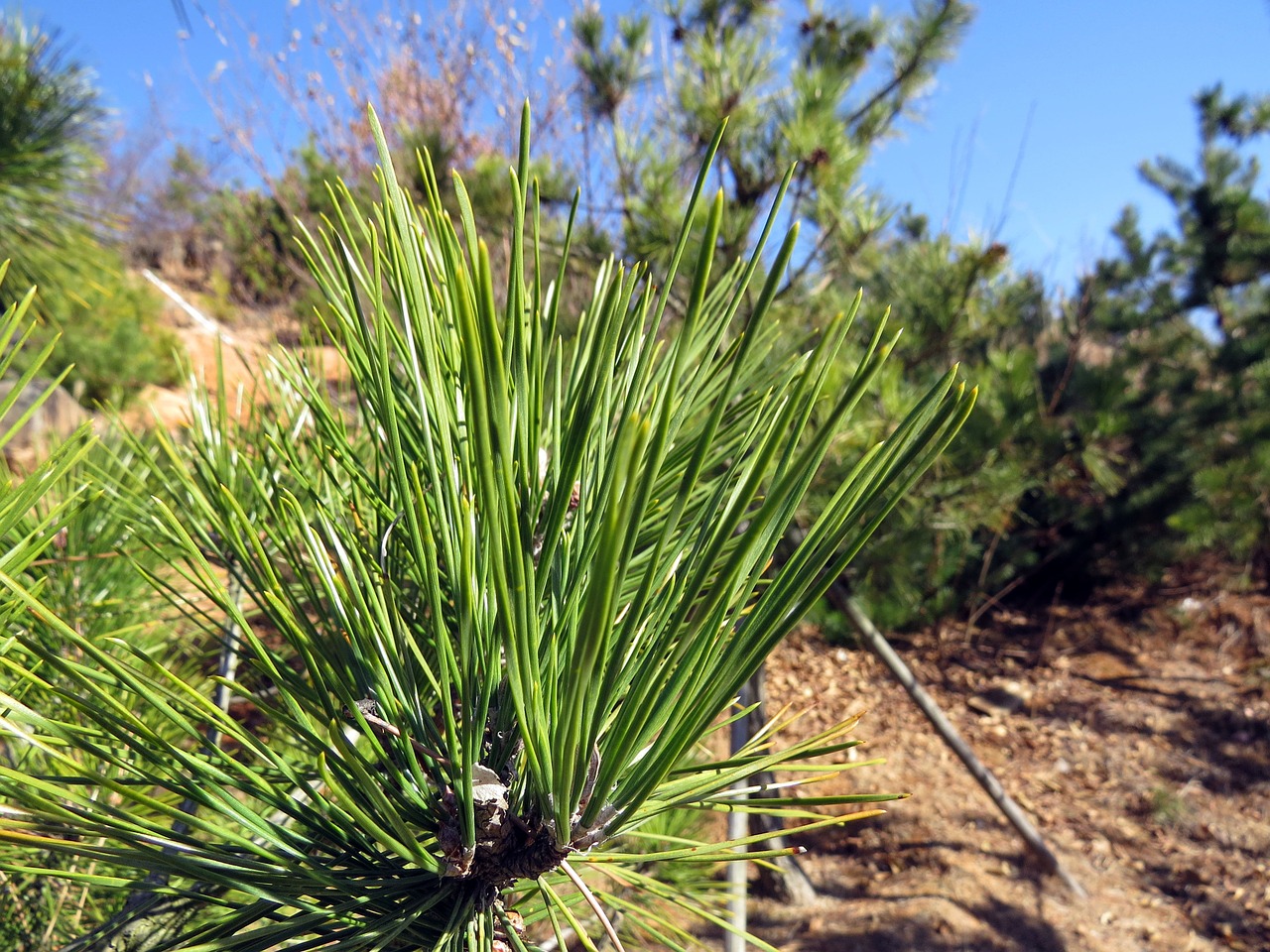 pine pine needles the leaves free photo