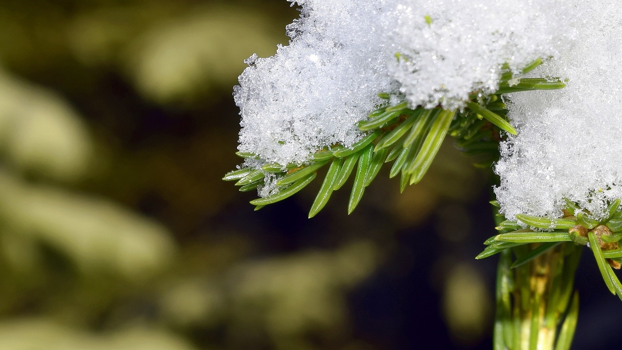 pine winter snow free photo