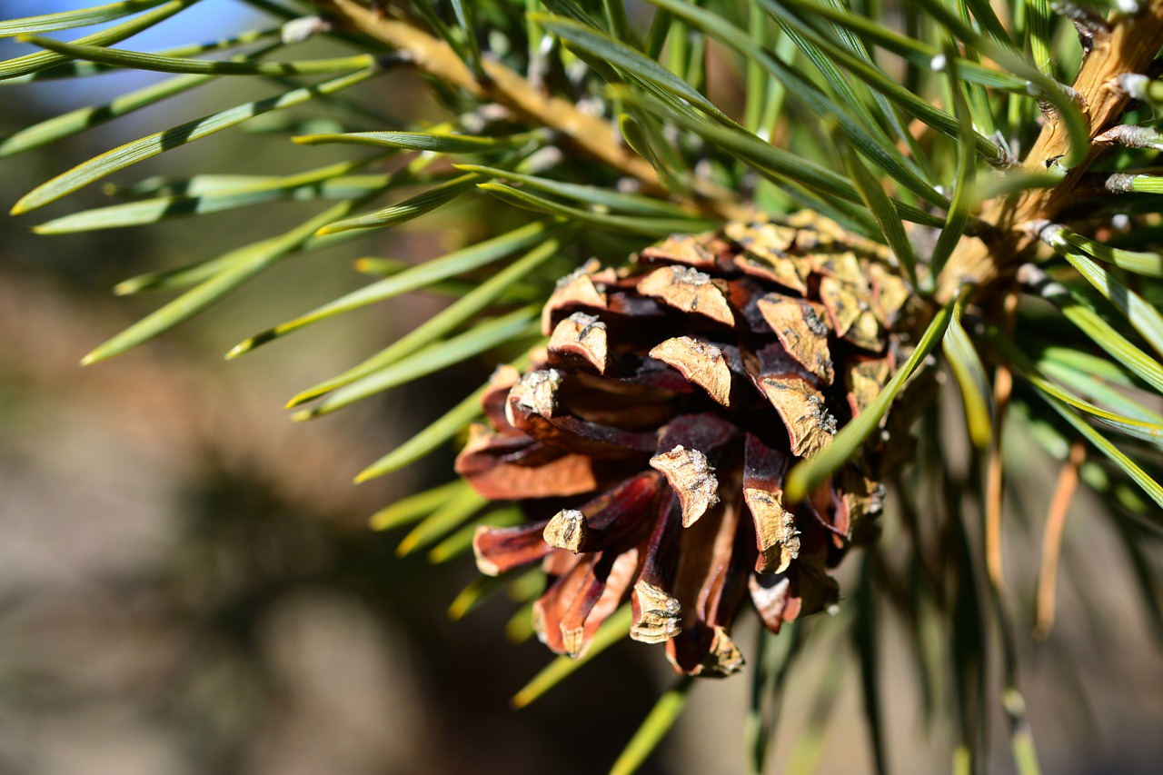 pine pine cone cone free photo