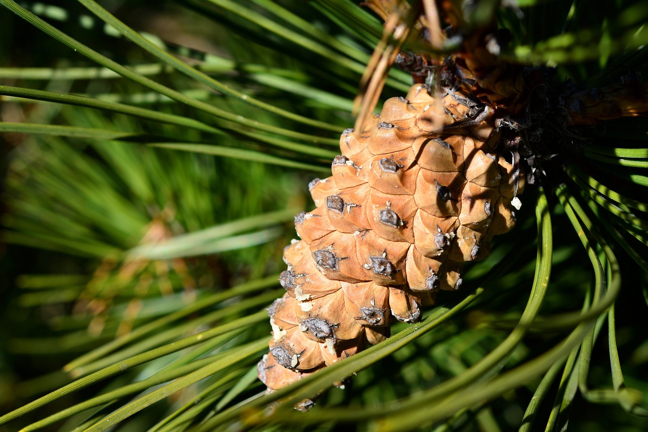 pine pine cone cone free photo