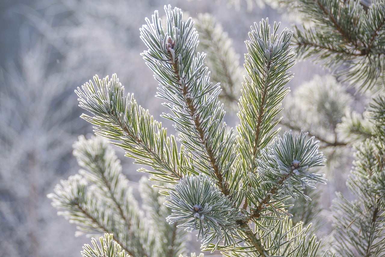 pine sprig frost free photo