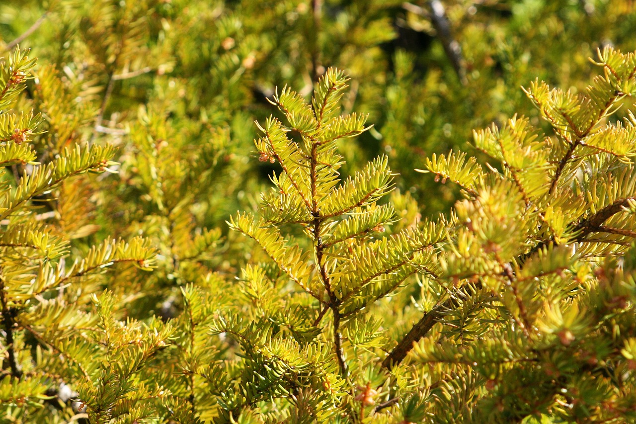pine fenyőbokor bush free photo