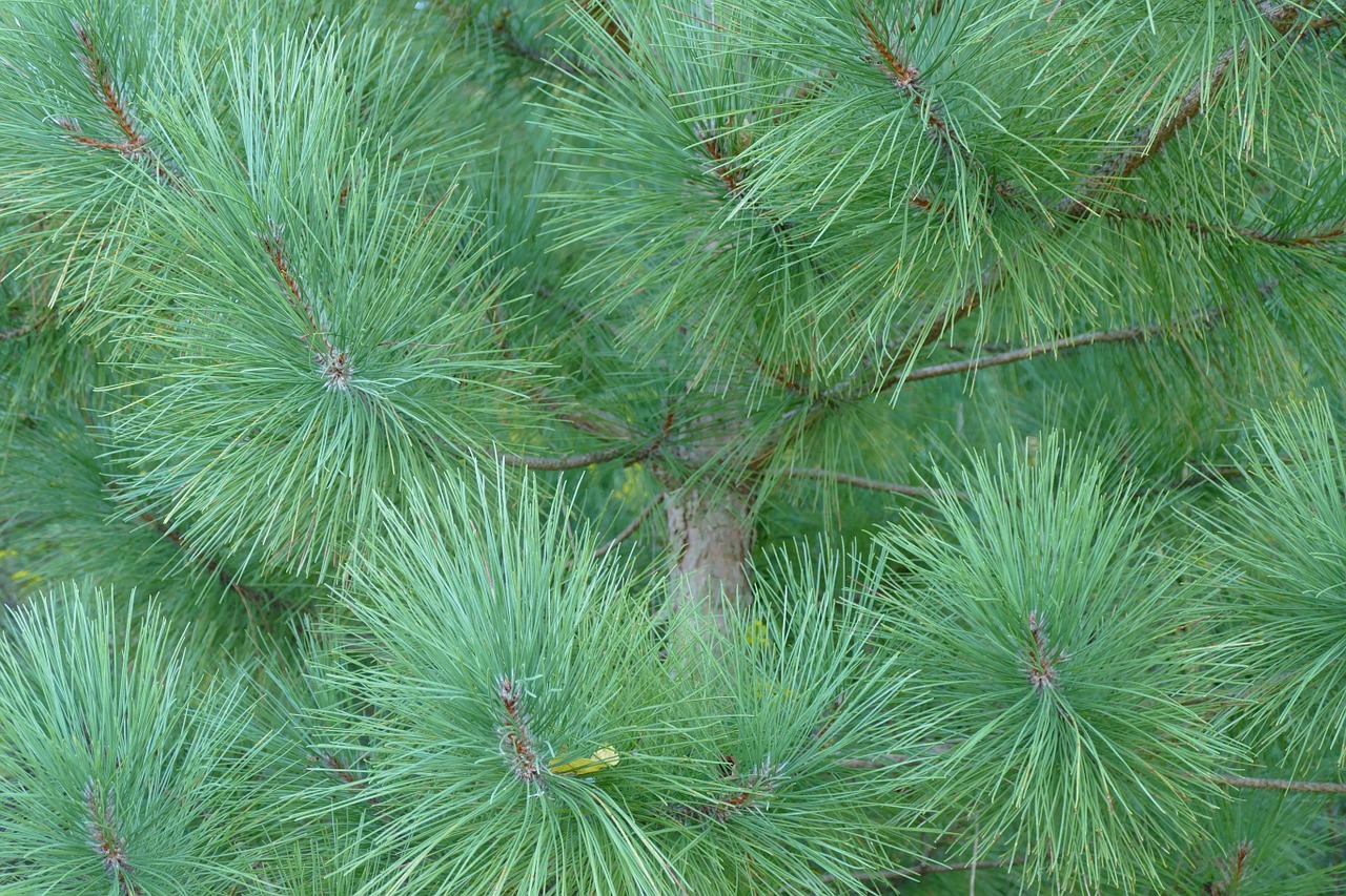 pine tree pine tree free photo