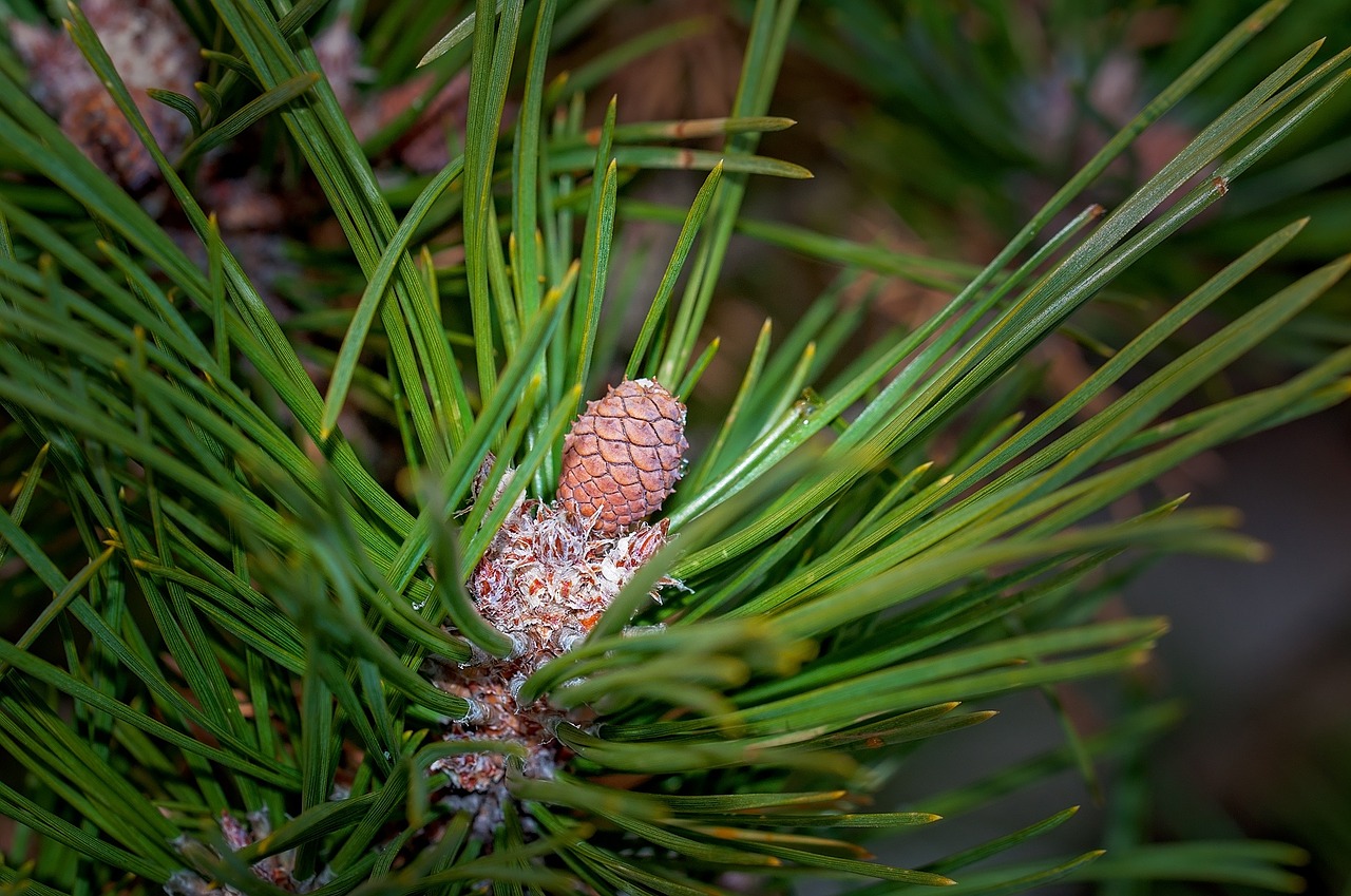 pine plant branch free photo