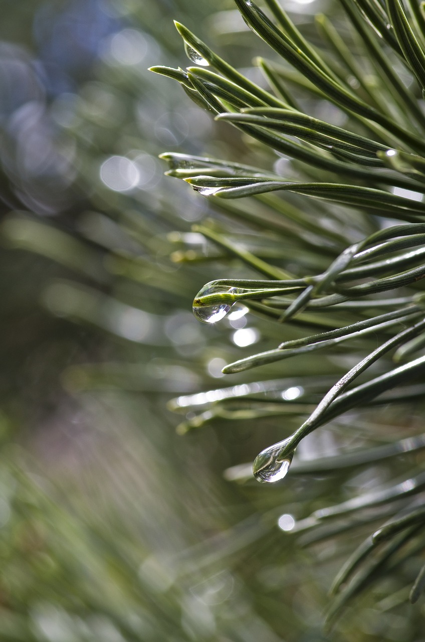 pine rain tree free photo