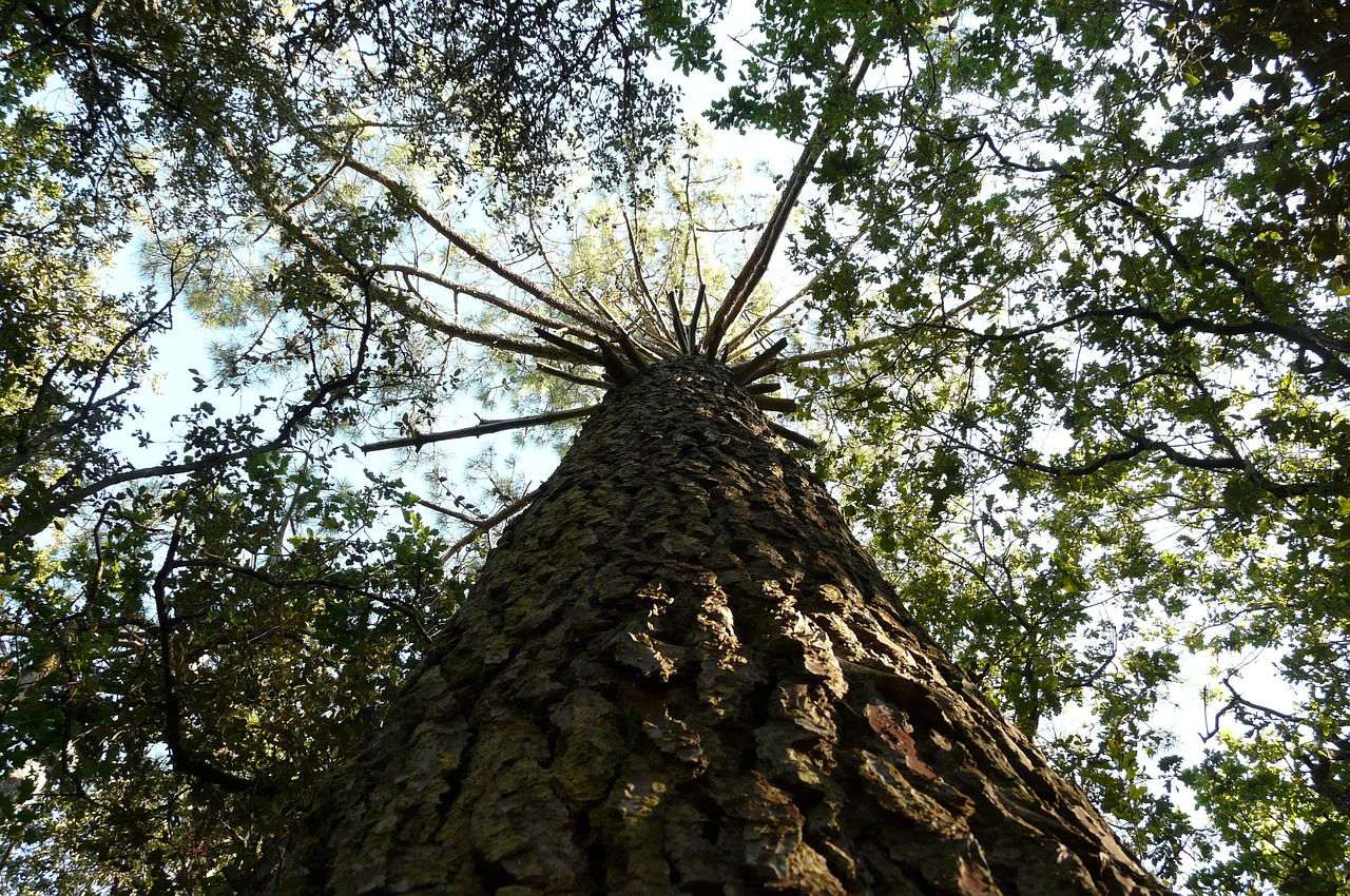 pine pinus pinea tree bark free photo