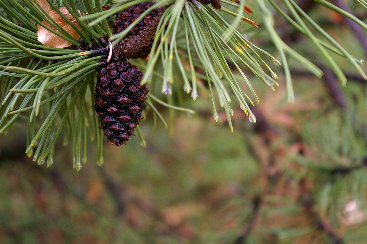 pine needle tree free photo