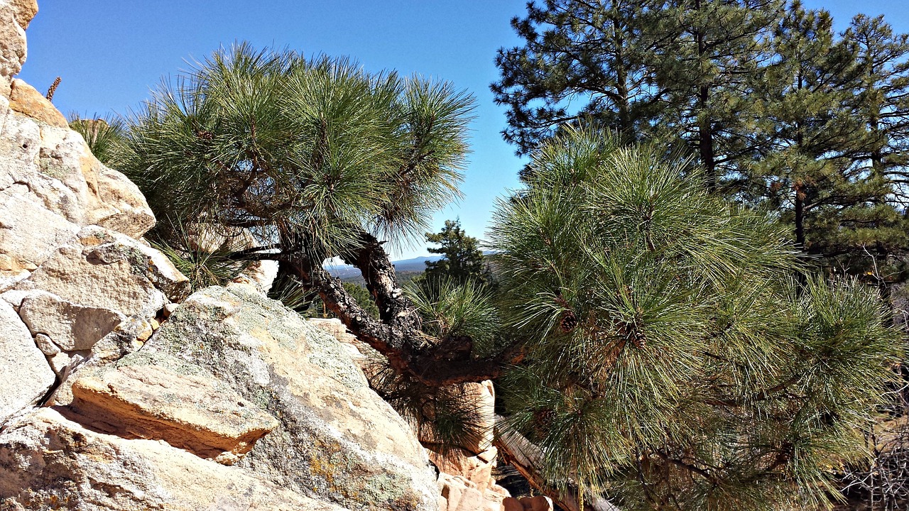 pine ponderosa pine trees pine trees free photo